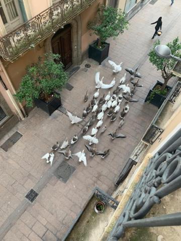 Apartament Bartissol Et Maillol Perpignan Zewnętrze zdjęcie